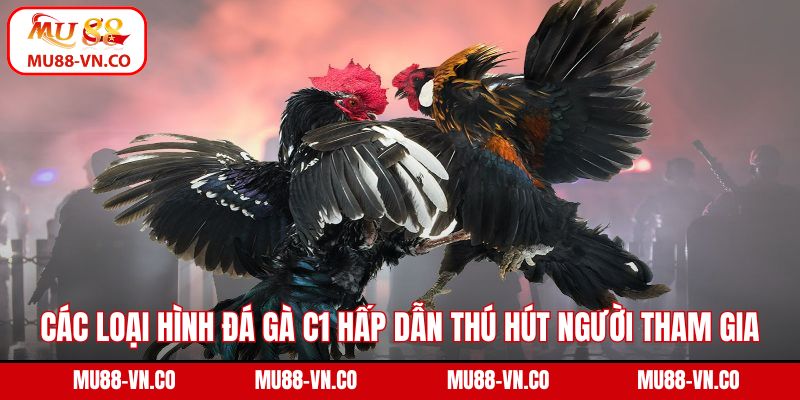 Đá Gà C1 - Sân Chơi Của Những Chiến Kê Đẳng Cấp Hàng Đầu 3 Các loại hình đá gà C1 hấp dẫn thú hút người tham gia
