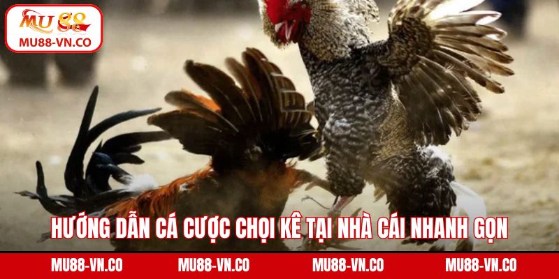 Đá Gà C1 - Sân Chơi Của Những Chiến Kê Đẳng Cấp Hàng Đầu 4 Hướng dẫn cá cược chọi kê tại nhà cái một cách nhanh gọn
