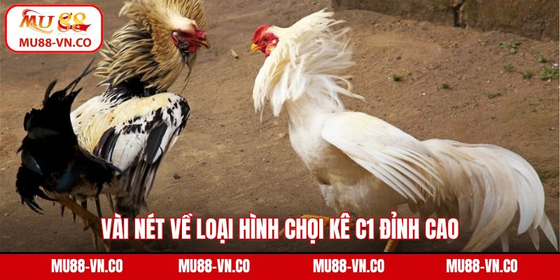 Đá Gà C1 - Sân Chơi Của Những Chiến Kê Đẳng Cấp Hàng Đầu 2 Vài nét về loại hình chọi kê C1 đỉnh cao