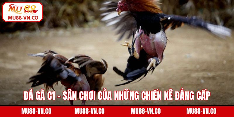 Đá Gà C1 - Sân Chơi Của Những Chiến Kê Đẳng Cấp Hàng Đầu 1 Đá gà C1