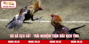 Đá gà cựa sắt