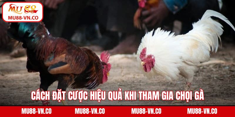 Đá Gà Cựa Sắt - Trải Nghiệm Trận Đấu Kịch Tính Ngay Tại Mu88 4 Cách đặt cược hiệu quả khi tham gia chọi gà