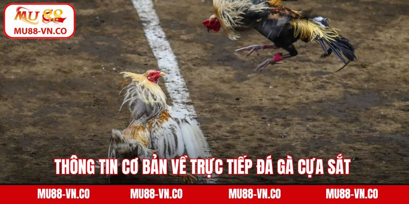 Đá Gà Cựa Sắt - Trải Nghiệm Trận Đấu Kịch Tính Ngay Tại Mu88 2 Thông tin cơ bản về trực tiếp đá gà cựa sắt