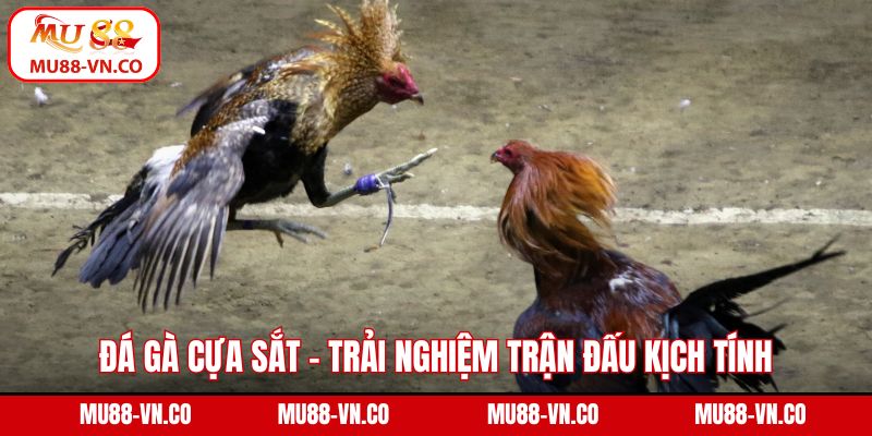 Đá Gà Cựa Sắt - Trải Nghiệm Trận Đấu Kịch Tính Ngay Tại Mu88 1 Đá gà cựa sắt
