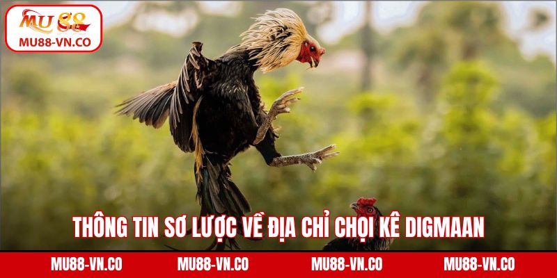 Thông tin sơ lược về địa chỉ chọi kê DIGMAAN 