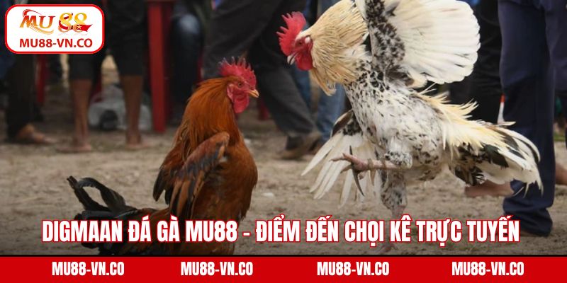 DIGMAAN đá gà