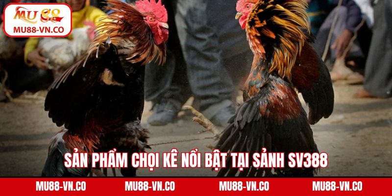 SV388 Đá Gà - Tham Gia Trường Kê Mãn Nhãn Tại Mu88 4 Sản phẩm chọi kê nổi bật tại sảnh SV388