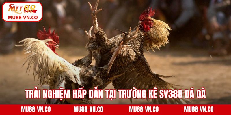 SV388 Đá Gà - Tham Gia Trường Kê Mãn Nhãn Tại Mu88 2 Trải nghiệm hấp dẫn tại trường kê SV388 đá gà