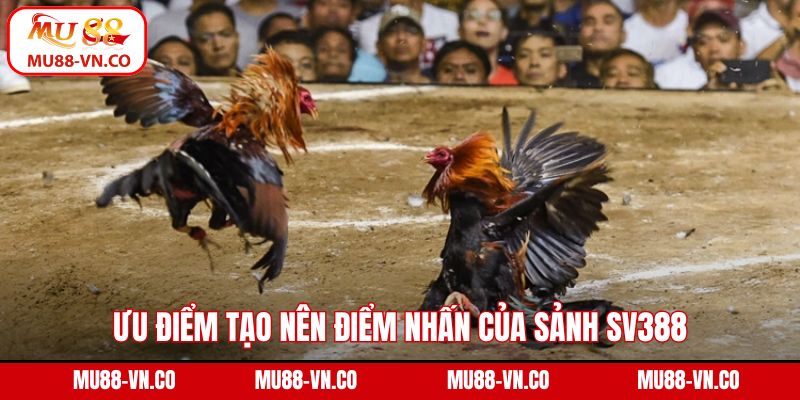 SV388 Đá Gà - Tham Gia Trường Kê Mãn Nhãn Tại Mu88 3 Ưu điểm tạo nên điểm nhấn của sảnh SV388