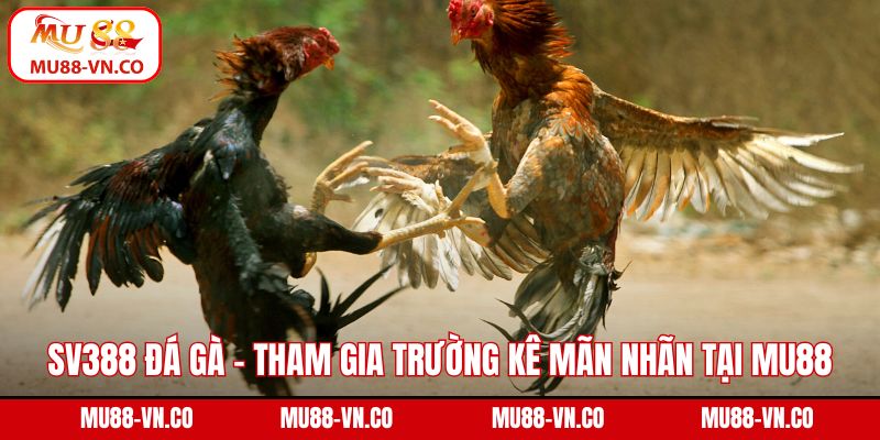 SV388 Đá Gà - Tham Gia Trường Kê Mãn Nhãn Tại Mu88 1 SV388 đá gà